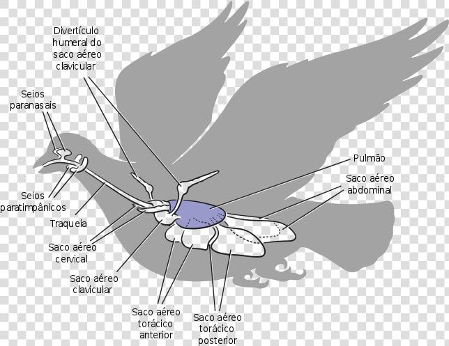 Sistema Respiratório Das Aves   Air Sacs Of Pigeon  HD Png DownloadTransparent PNG