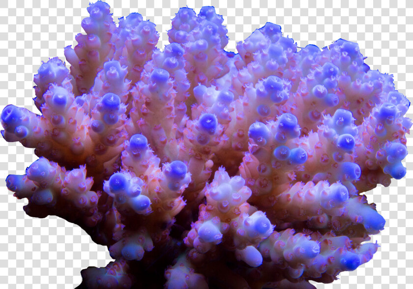 Stony Coral  HD Png DownloadTransparent PNG