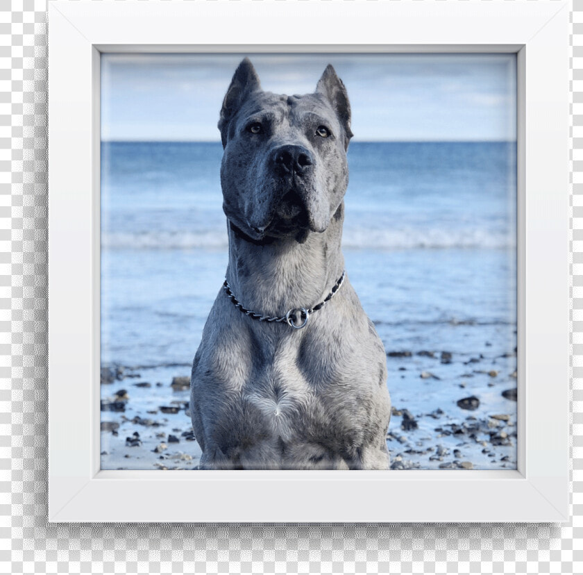 American Pit Bull Terrier  HD Png DownloadTransparent PNG