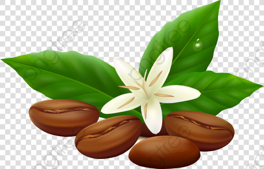 Beans Vector Png   Coffee Bean Leaf Vector  Transparent PngTransparent PNG