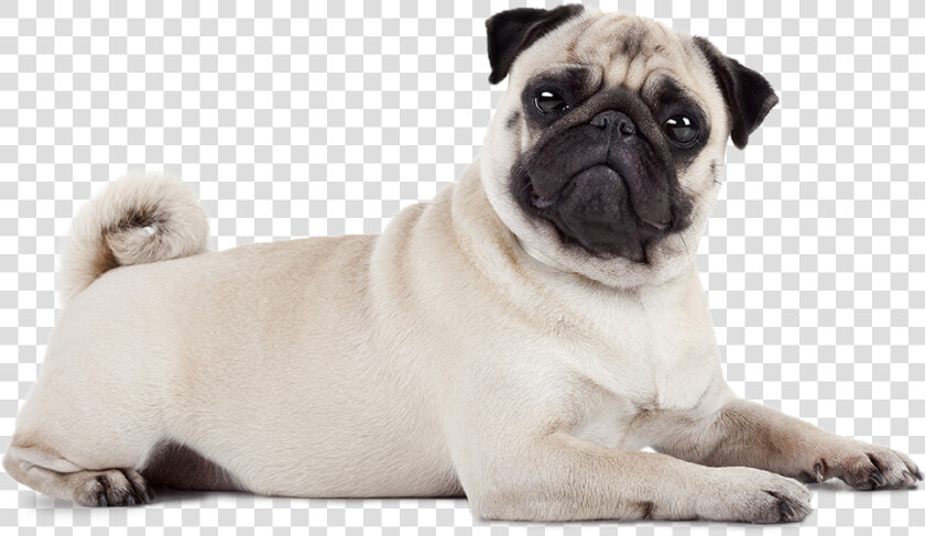 P Home Page Pug Position 1 Big  HD Png DownloadTransparent PNG