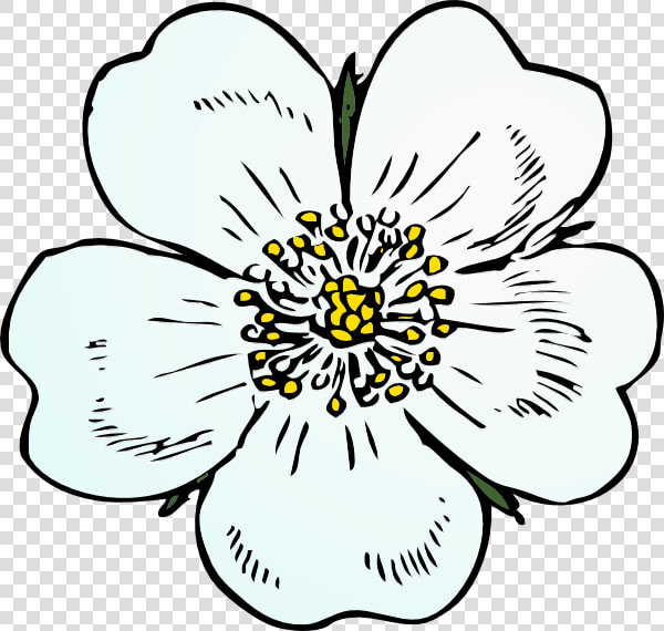 How To Set Use White Rose Icon Png   Apple Blossom Flower Drawings  Transparent PngTransparent PNG