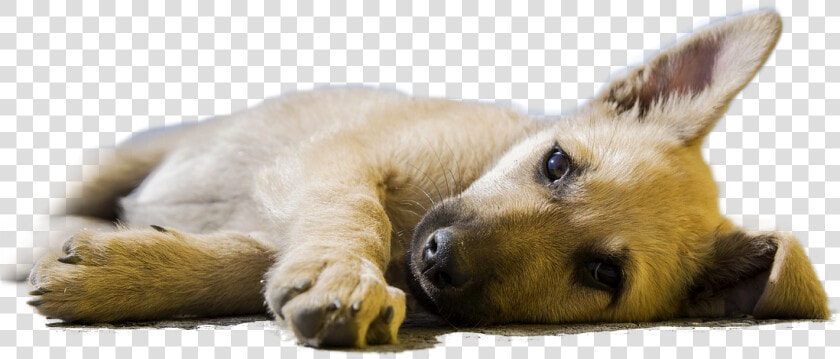 Dog Lying Down Looking Ill   Super Super Cute Dogs  HD Png DownloadTransparent PNG