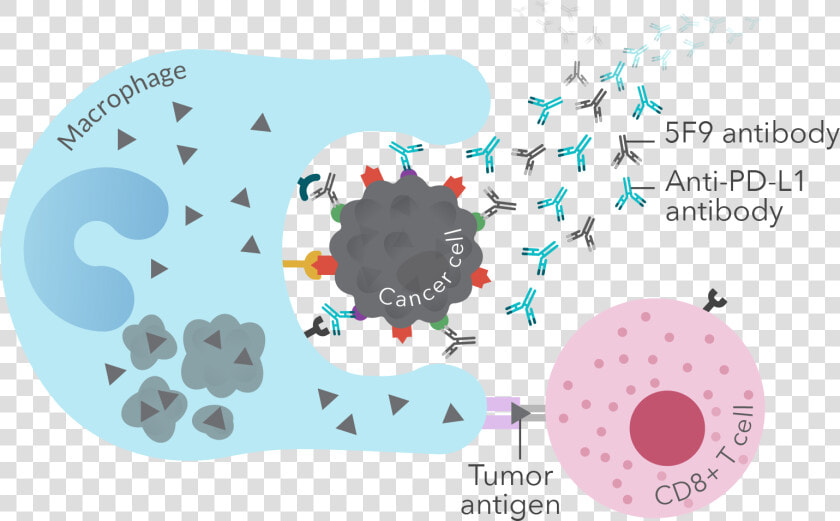 T Cell Checkpoint Inhibitors   Graphic Design  HD Png DownloadTransparent PNG