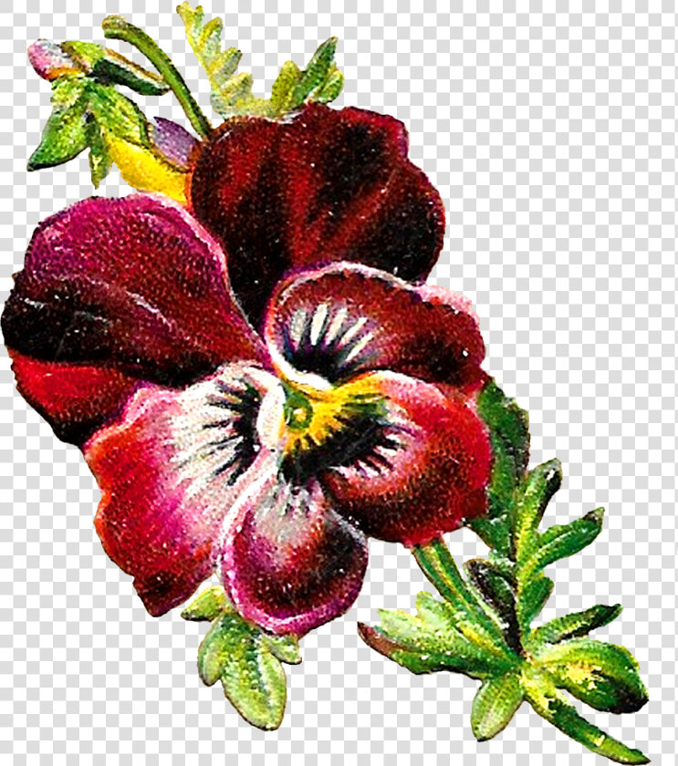 Pansy Botanical Illustration  HD Png DownloadTransparent PNG