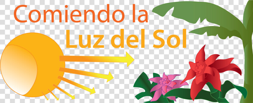 Comiendo La Luz Del Sol   Photosynthesis Sun On Plants  HD Png DownloadTransparent PNG