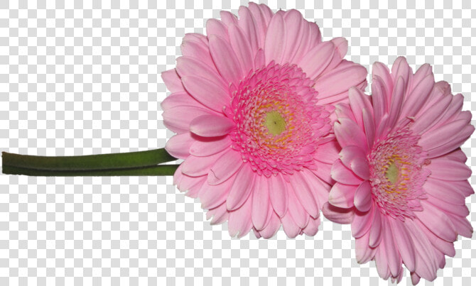 Barberton Daisy  HD Png DownloadTransparent PNG