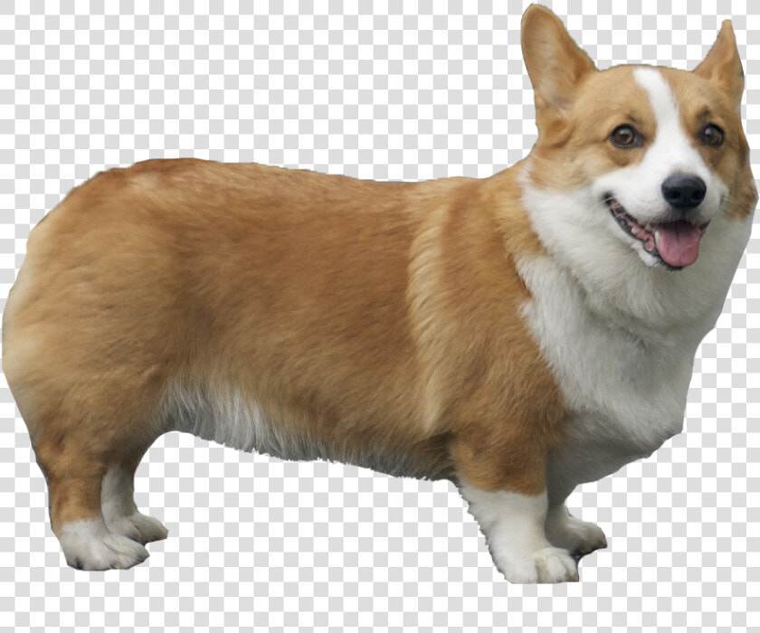 Pembroke Welsh Corgi   Corgi Png  Transparent PngTransparent PNG