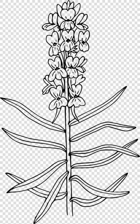 Line Art plant flora   Yellow Toadflax Drawing  HD Png DownloadTransparent PNG