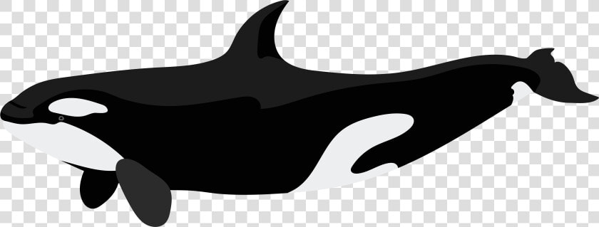 Orca Png Clip Art   Killer Whale Orca Png  Transparent PngTransparent PNG