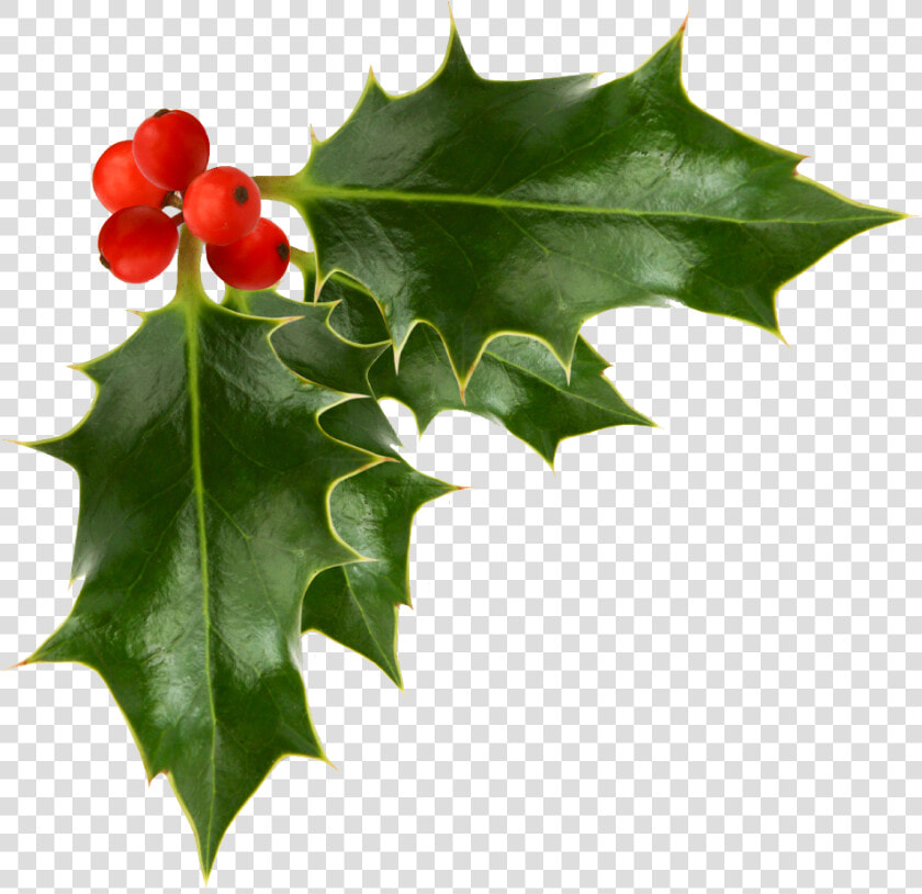 Holly Berries Transparent Background   Holly Berry Png  Png DownloadTransparent PNG