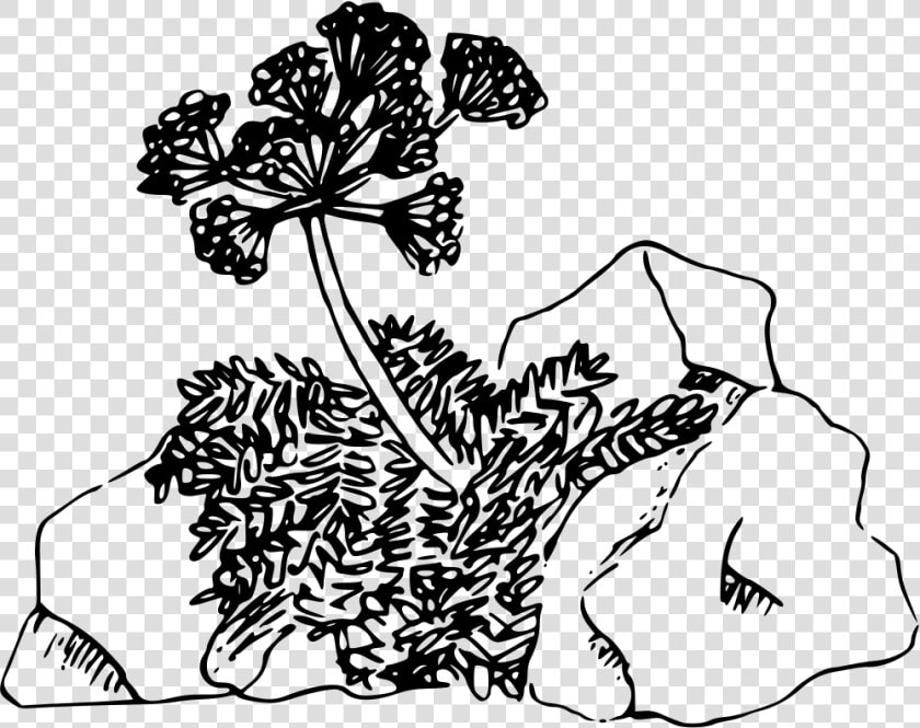 John Day Valley Desert Parsley   Clip Art  HD Png DownloadTransparent PNG