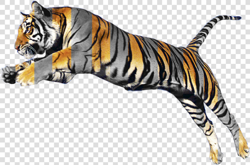 Animal Morphing  HD Png DownloadTransparent PNG