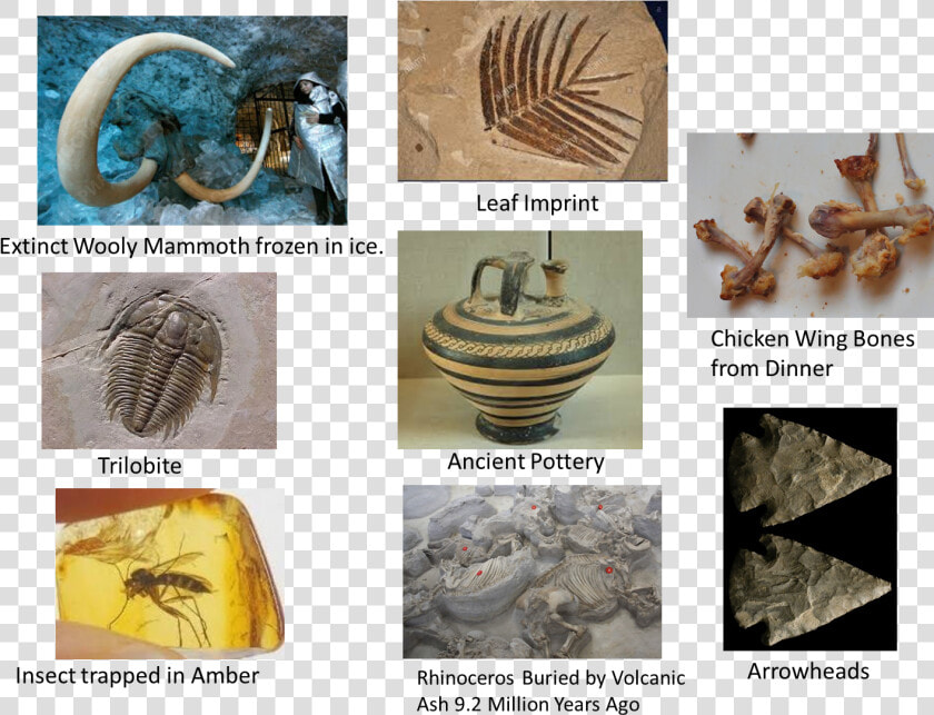 Fossil And Artifacts Worksheet  HD Png DownloadTransparent PNG