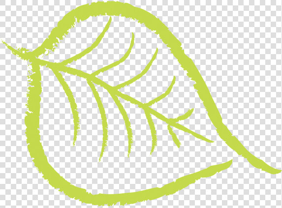 Nuts Drawing Cashew   Bodhi Tree Leaf Png  Transparent PngTransparent PNG