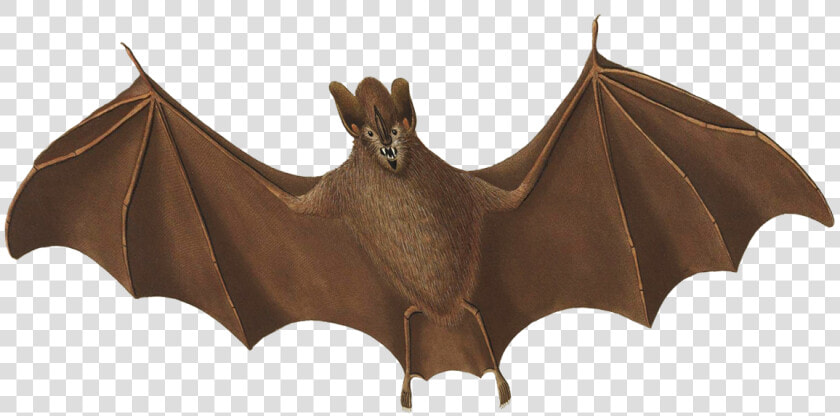 Halloween Bat Flying   Bat  HD Png DownloadTransparent PNG