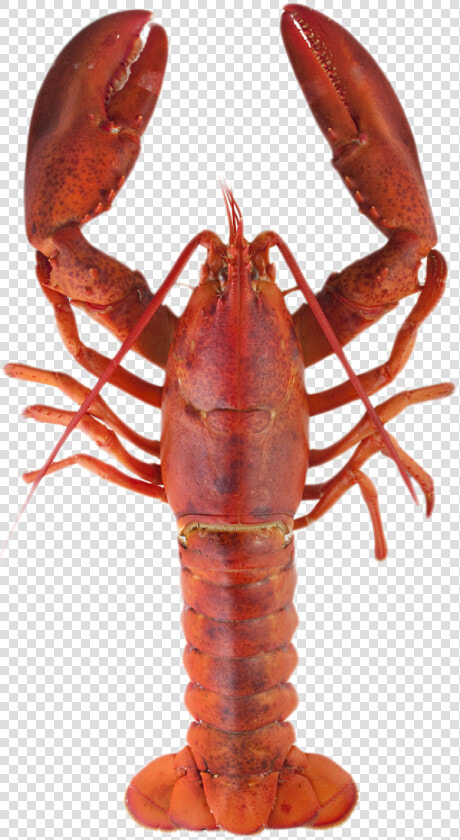 Transparent Crayfish Clipart   Lobster Meaning In Urdu  HD Png DownloadTransparent PNG