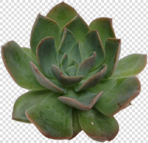 Echeveria Succulent   Succulent Top View Png  Transparent PngTransparent PNG