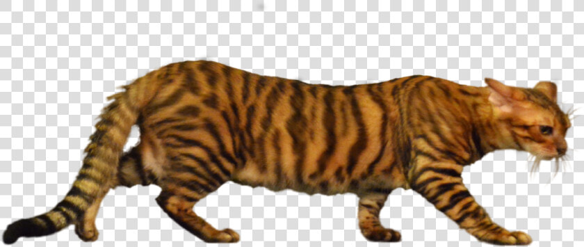 Siberian Tiger  HD Png DownloadTransparent PNG