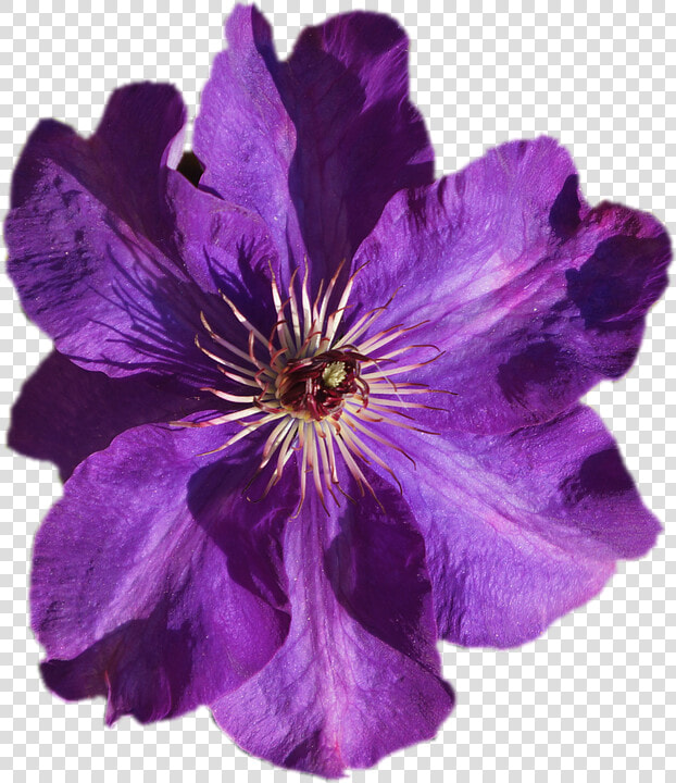 Leather Flower Violet Image Purple Portable Network   Transparent Purple Watercolor Flowers  HD Png DownloadTransparent PNG