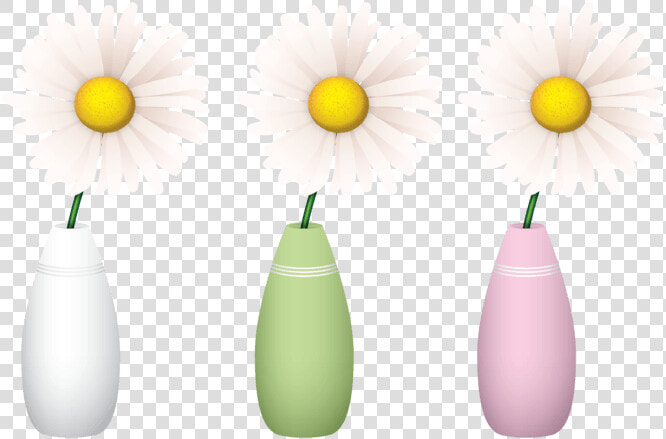 Camomile  HD Png DownloadTransparent PNG