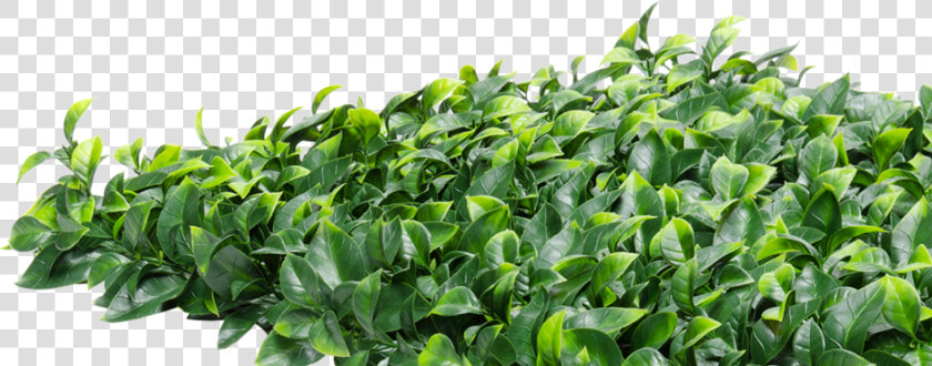 Transparent Hedge Png   Ficus Hedge Artificial  Png DownloadTransparent PNG