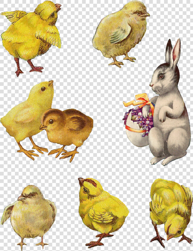 Digital Easter Chick Bunny Images   Vintage Easter Bunny Png  Transparent PngTransparent PNG