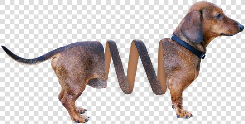 Dachshund  Dog  Animal  Brown  Pet  Hybrid  Fur  Dear   Slinky Png  Transparent PngTransparent PNG