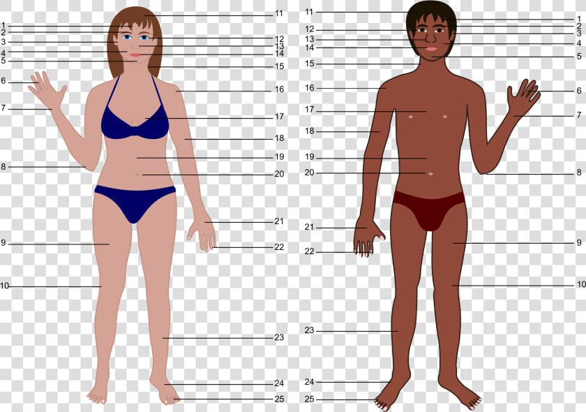 Both Genders With Numbers   Human Body Parts Without Name  HD Png DownloadTransparent PNG