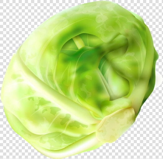 Cabbage Clipart Png Image Free Download Searchpng   Brussel Sprout Png  Transparent PngTransparent PNG