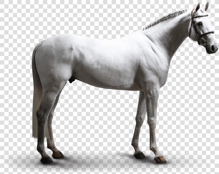 Stallion  HD Png DownloadTransparent PNG