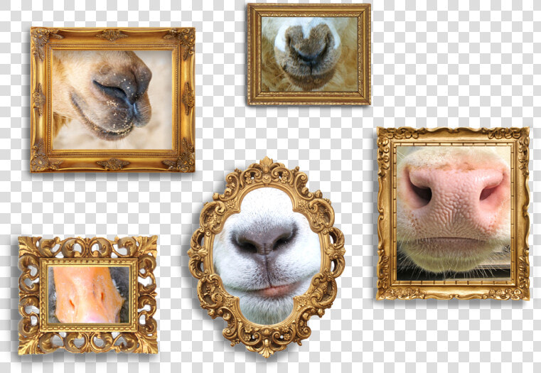 Framed Pictures Of Animal Noses   Picture Frame  HD Png DownloadTransparent PNG