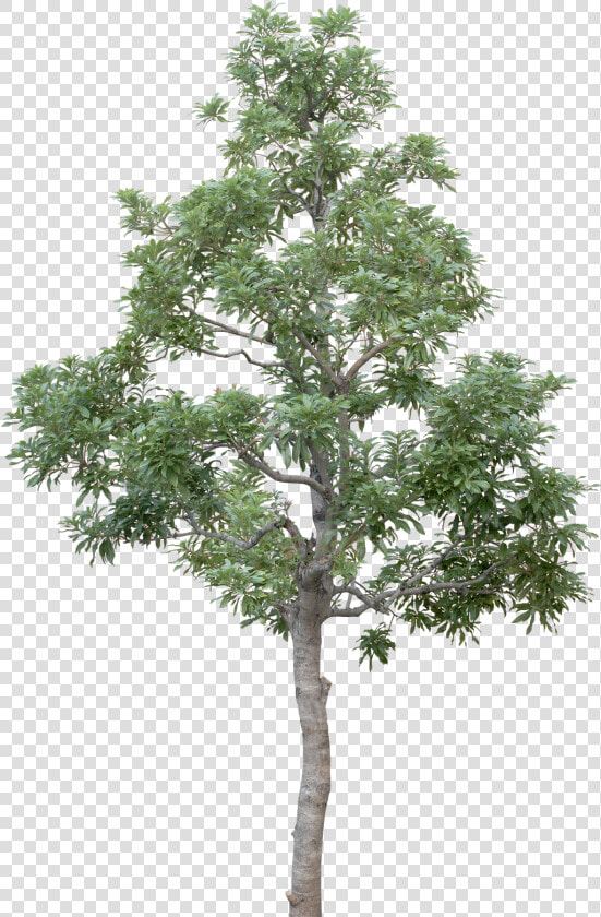 Transparent Tree Limb Png   Tree High Resolution Png  Png DownloadTransparent PNG