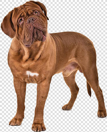 Dogs Png Free Image Download   Neapolitan Mastiff  Transparent PngTransparent PNG