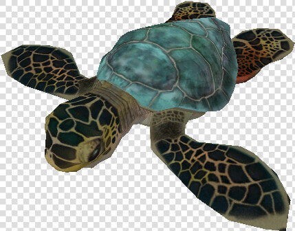 Download Zip Archive   Baby Sea Turtle Transparent  HD Png DownloadTransparent PNG