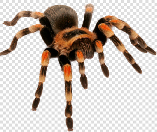 Spider Png Transparent Images   Spider Tarantula Png  Png DownloadTransparent PNG