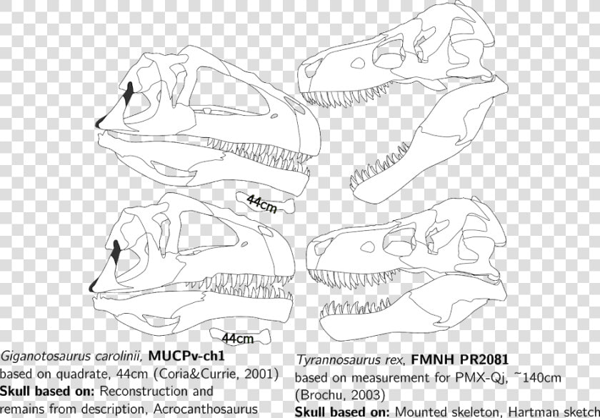 Giganotosaurus Vs T Rex Skull  HD Png DownloadTransparent PNG