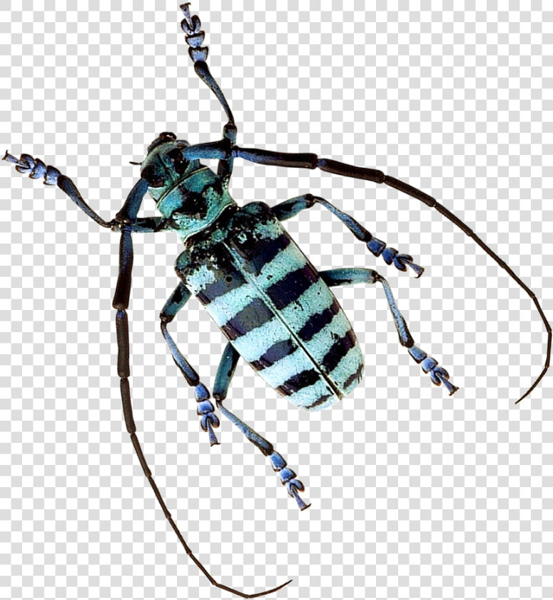 Beetle Png Image   Tiger Beetle Transparent Background  Png DownloadTransparent PNG