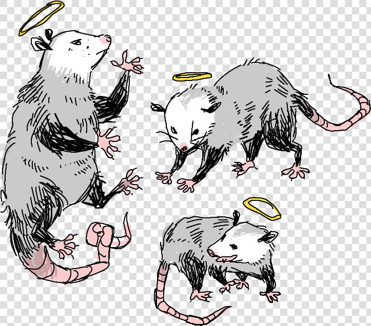 Transparent Possum  HD Png DownloadTransparent PNG