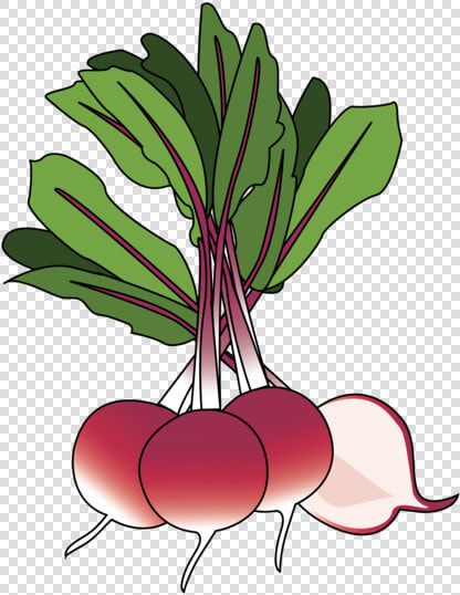 Beet Greens  HD Png DownloadTransparent PNG