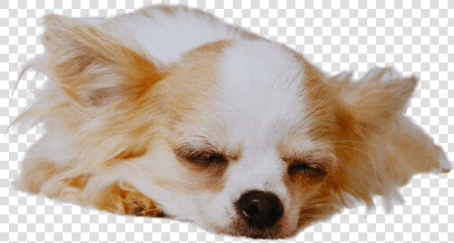 Chihuahua Temperament Character  HD Png DownloadTransparent PNG