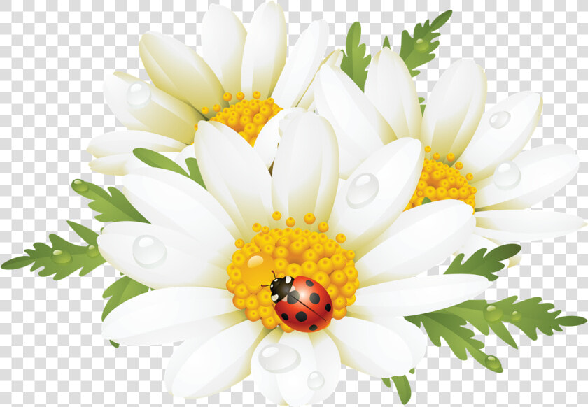 Como La Miel De   Lady Bug And Daisy Clipart  HD Png DownloadTransparent PNG