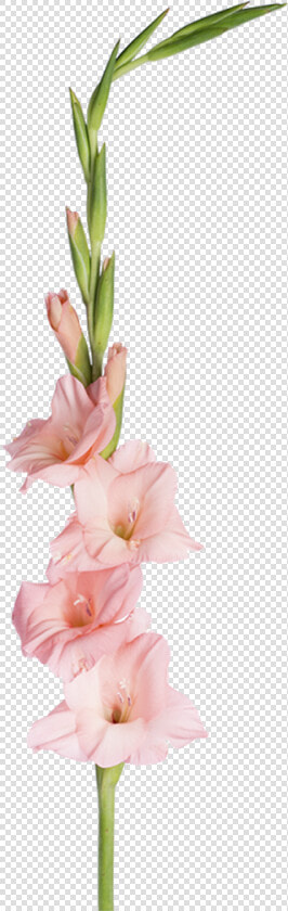 Gladiolus  HD Png DownloadTransparent PNG