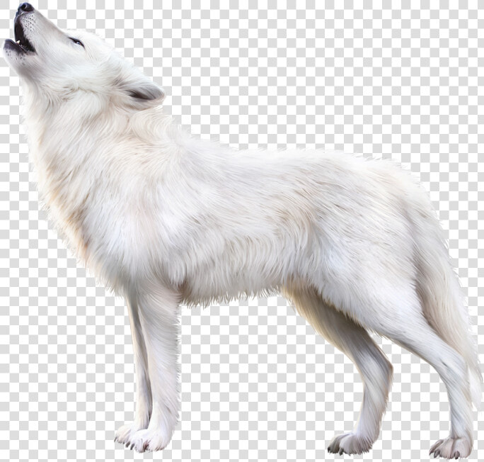 Arctic Fox Png Download Image   Arctic Fox Png  Transparent PngTransparent PNG