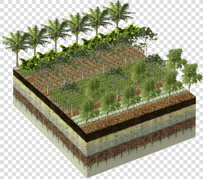 Pixlr farm2   Botanical Garden  HD Png DownloadTransparent PNG