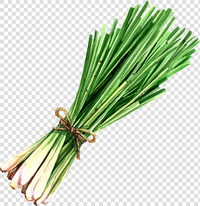 Lemongrass Lemongrass Oil   Lemon Grass Watercolor  HD Png DownloadTransparent PNG