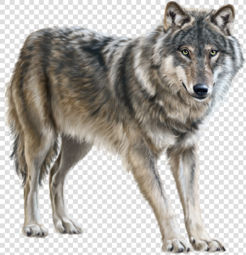 Wolf Png Clip Art   Волк Пнг  Transparent PngTransparent PNG