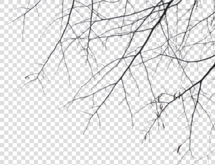 Branches   Png Download   Branches  Transparent PngTransparent PNG