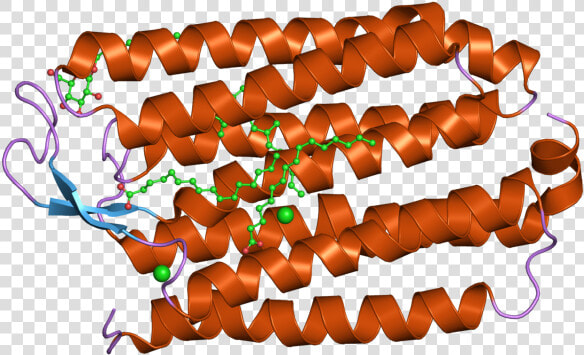 Pdb 2jaf Ebi   Gulab Jamun  HD Png DownloadTransparent PNG