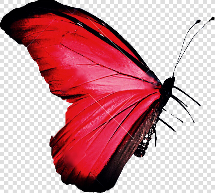  butterfly  stickers  pink  picsart  freetoedit   Small Bright Red Butterfly  HD Png DownloadTransparent PNG